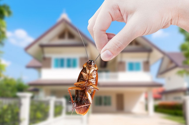 How to Identify Common Household Pests: A Beginner’s Guide